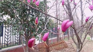 幼儿园植物观察记录案例：广玉兰开花了