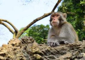 关于猴的成语故事