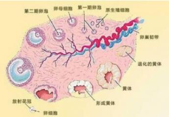 黄体期是什么时候？黄体期的症状