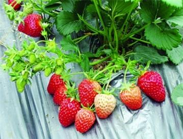 种草莓是什么意思