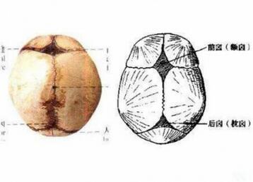 囟门是什么？婴儿囟门闭合时间