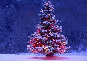 真圣诞树是什么树
