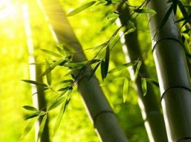 关于竹子的作文