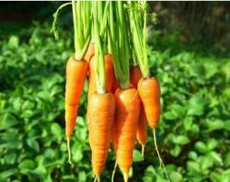 胡萝卜用英语怎么说 胡萝卜的英文单词