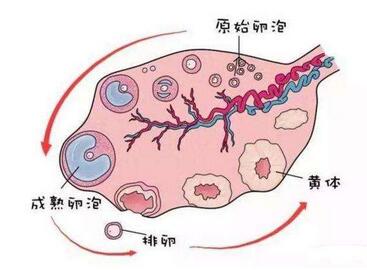 卵泡发育不良和良好有什么区别