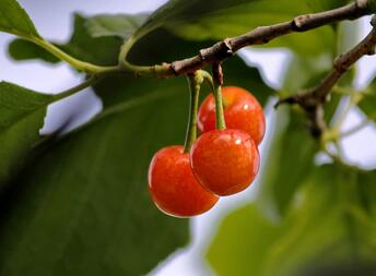 樱桃的英文是什么 cherry是什么意思