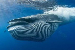 鲸鱼是哺乳动物吗 鲸鱼是不是鱼