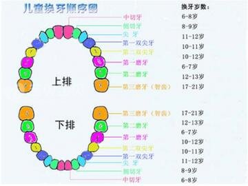 恒牙是什么 恒牙萌出时间