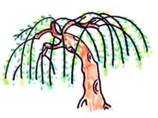 幼儿园春天柳树简笔画步骤图片