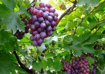葡萄的英文grape
