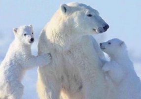 北极熊为什么不怕冷 动物百科