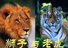 胎教小故事：老虎与狮子聊天