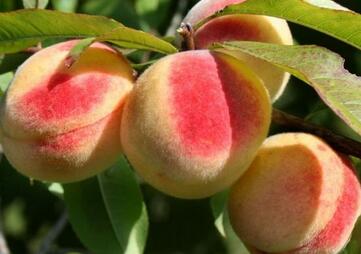 桃子的英文单词 peach怎么读