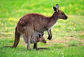 袋鼠的英文 kangaroo怎么读