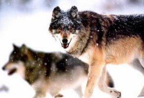 关于狼的小说：对于这种动物，你是不是也有误解？