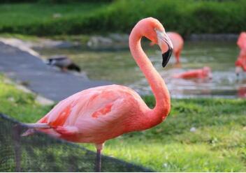 flamingo怎么读