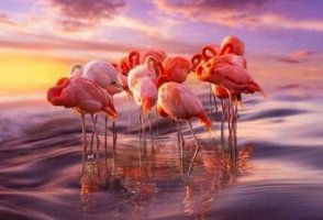火烈鸟的英文 flamingo怎么读