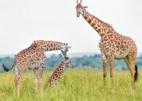 长颈鹿的英语单词 giraffe怎么读