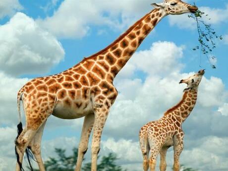 世界上最高的哺乳动物是什么?