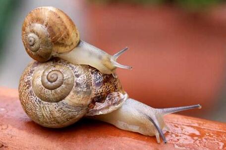 蜗牛的生活习性有哪些
