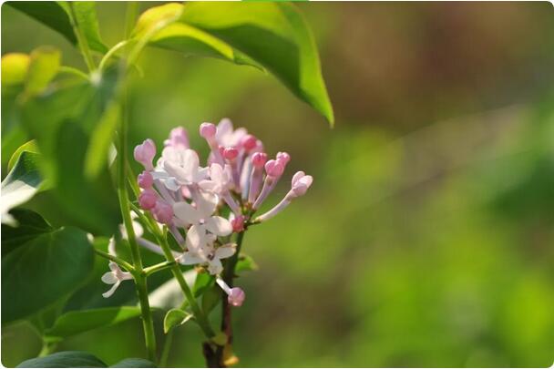 15种开在春天的花，送你15种春天里的诗意