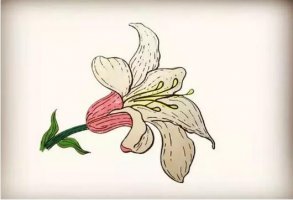 3种百合花简笔画教程图片-花朵简笔画