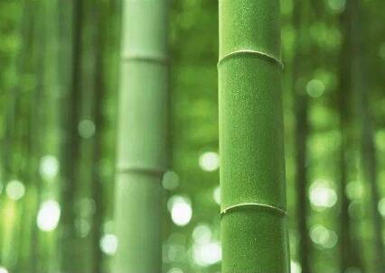 关于竹子的作文