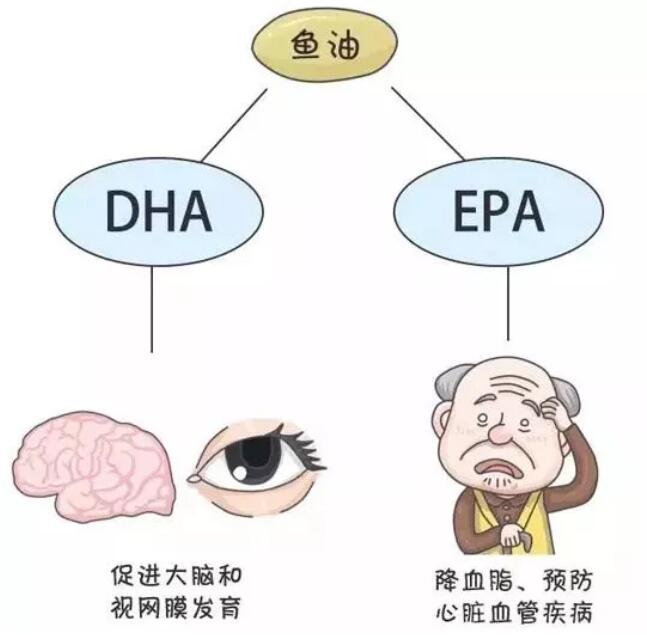 鱼油和鱼肝油的区别是什么