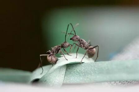 两只蚂蚁