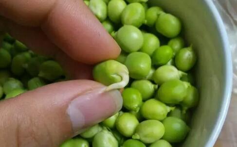 发芽的豌豆：可食用