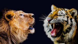 狮子和老虎谁厉害