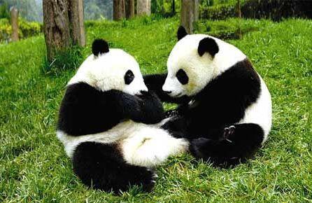 国宝大熊猫的作文三年级