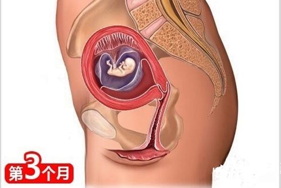 怀孕1一9月肚子变化图