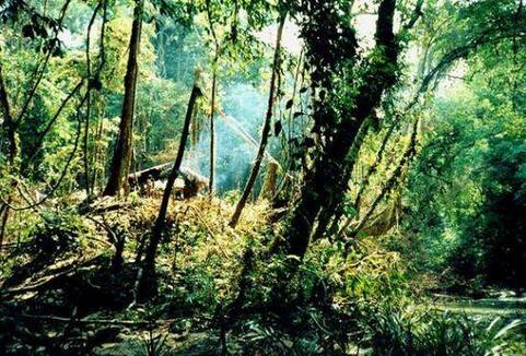 热带雨林探险作文