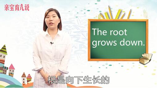 root是什么意思