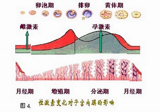 黄体期是什么时候