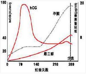 葡萄胎是什么