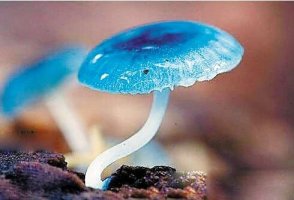 奇妙的蘑菇-撒谎的故事