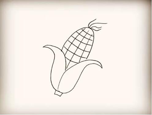 玉米简笔画教程图片