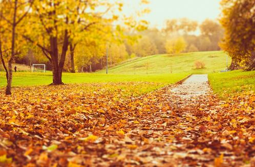 写景作文：秋天的景色作文300字