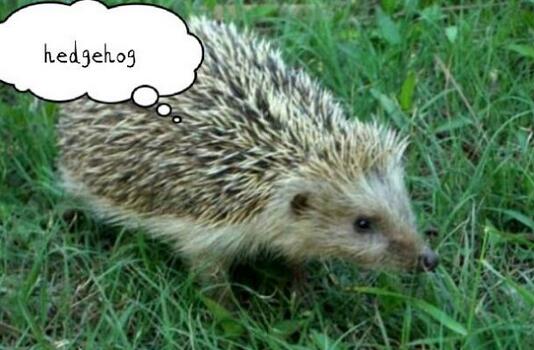 刺猬的英文单词 hedgehhog怎么读