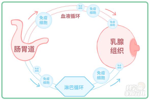 母乳喂养的好处多，但是要小心乳腺炎