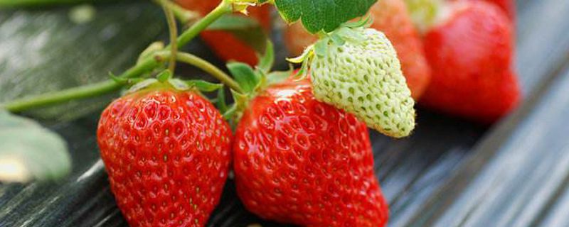 草莓成熟的季节是几月