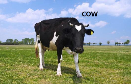 1、“牛”的英文：cow
