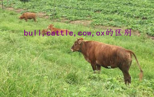 bull,cattle,cow,ox的区别