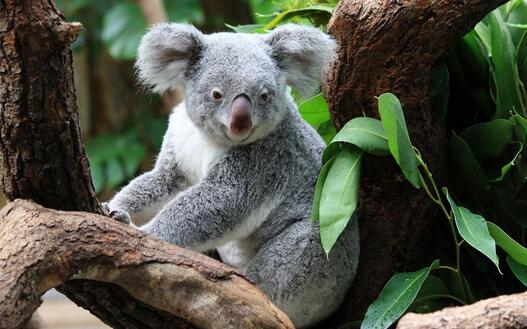 树袋熊英文 koala怎么读音