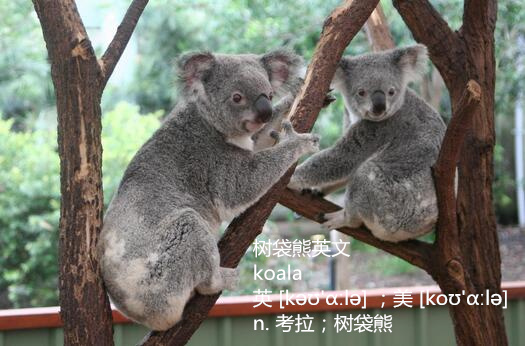 树袋熊英文 koala怎么读音