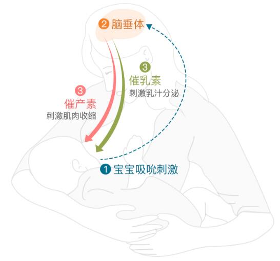 产后如何顺利开启母乳喂养