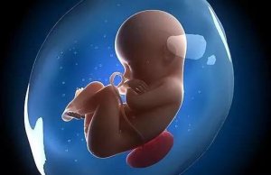 高清胎儿发育过程图，生命如此神奇