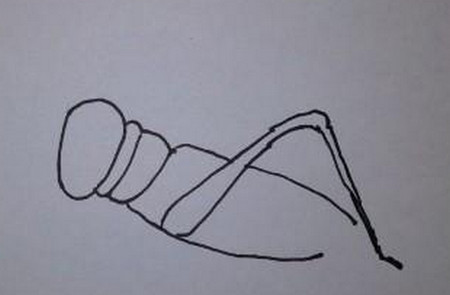 蝗虫简笔画的画法图片